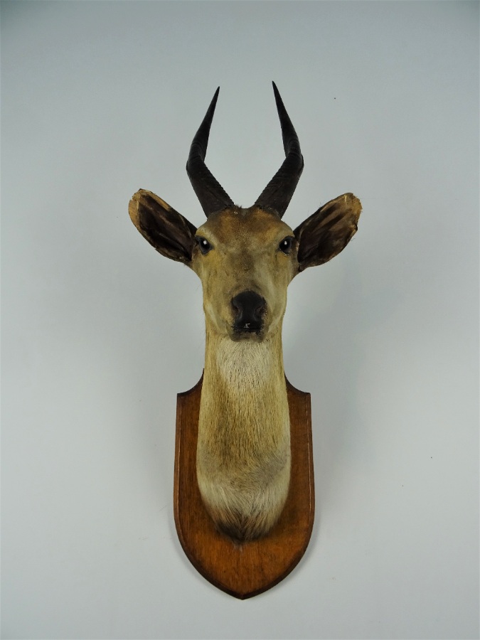 EDWARD GERRARD & SONS TAXIDERMY BUSHBUCK TROPHY HEAD