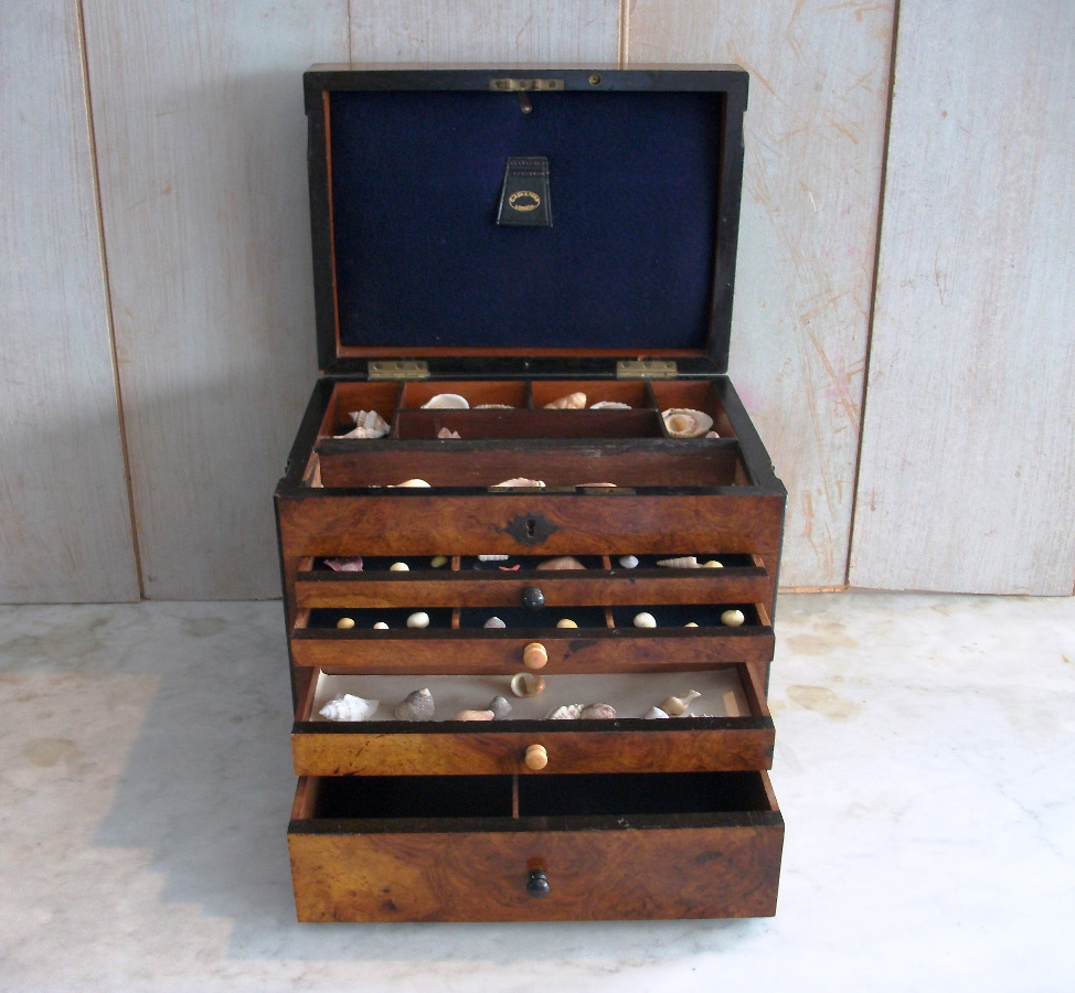 Victorian Collector's Cabinet