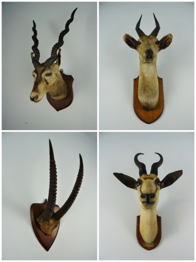 Edward Gerrard & Sons taxidermist London