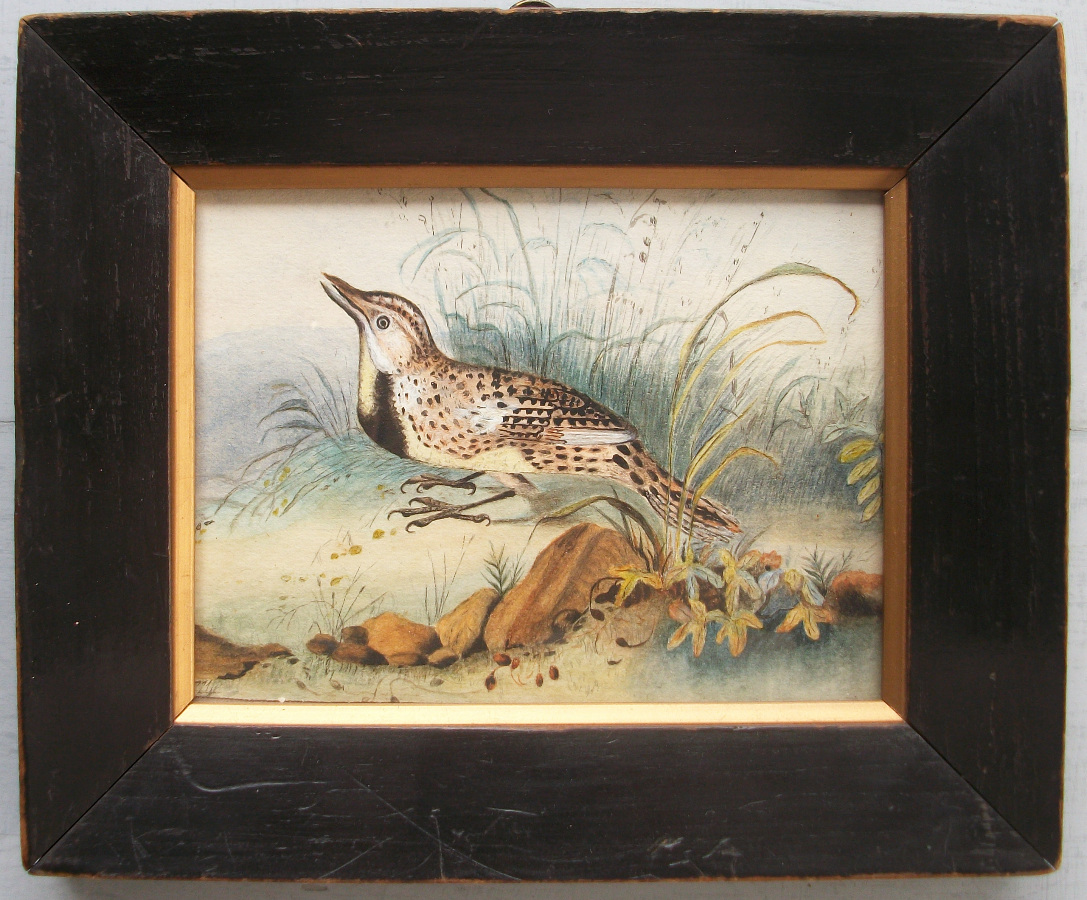 Antique Watercolour of a Lark